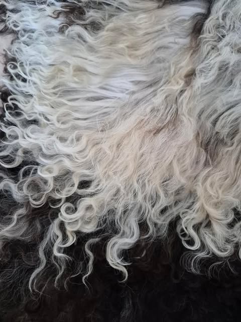 Lammskinn - Mörkbrun & Lockig (Nr 239)