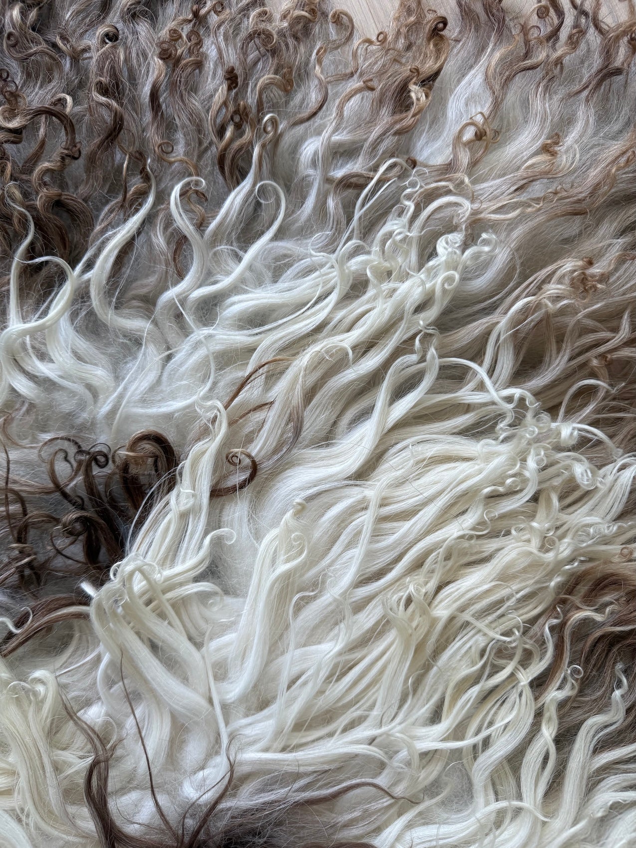 Lammskinn med Mörkbruna Partier - Beige & VÄgigt Ull (Nr122)