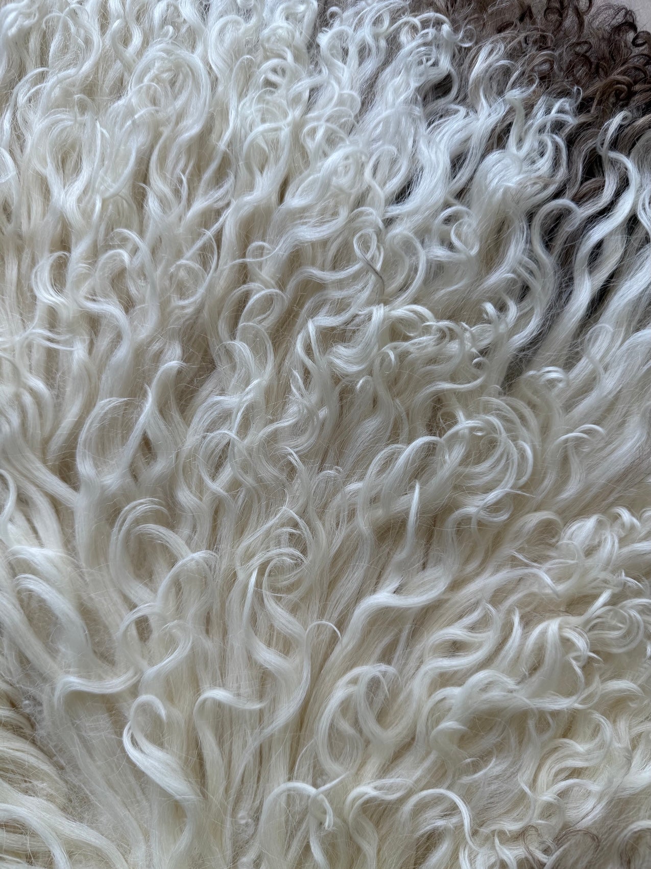 Beige Vitt Lammskinn med Mörkbruna Inslag - VÄgigt Ull (Nr125)